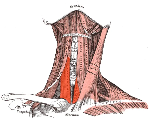 Sternothyroideus muscle