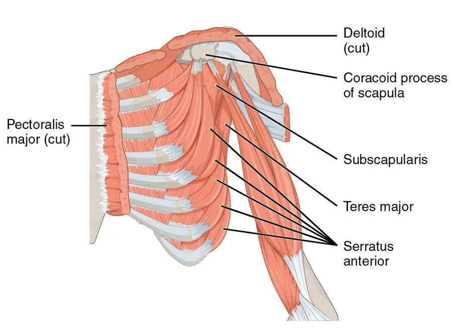 a, c) The muscles that move the humerus anteriorly are generally located on the anterior side of the body and originate from the sternum (e.g., pectoralis major) or the anterior side of the scapula (e.g., subsca