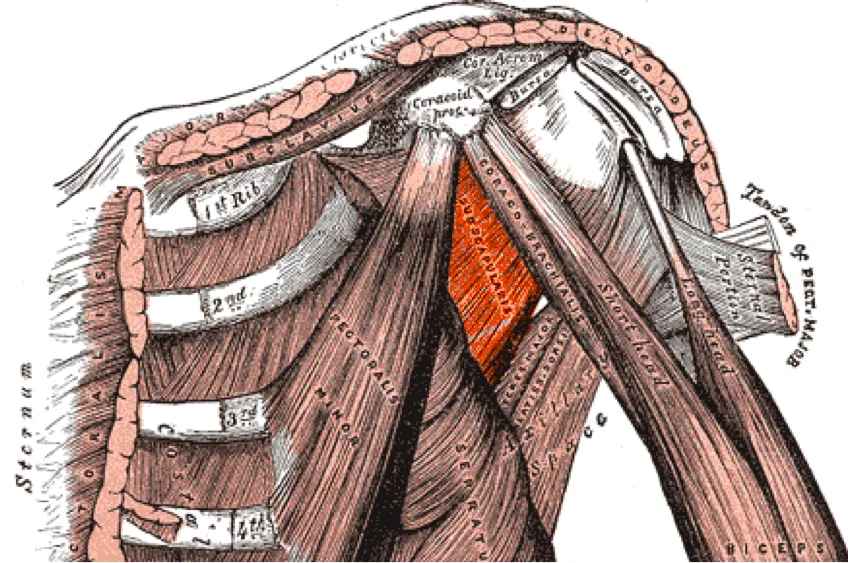 Subscapularis, colorized
