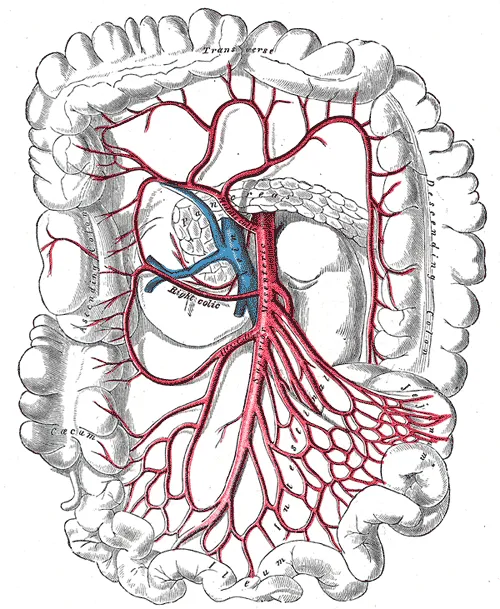 superior mesenteric artery Gray's Anatomy - copyright expired thus public domain from http://education.yahoo.com/reference/gray/illustrations/figure?id=534