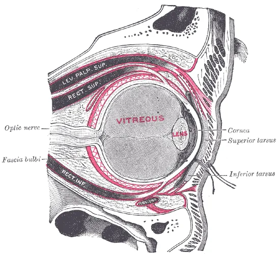 Sagittal section diagram of the human eye with some labels
