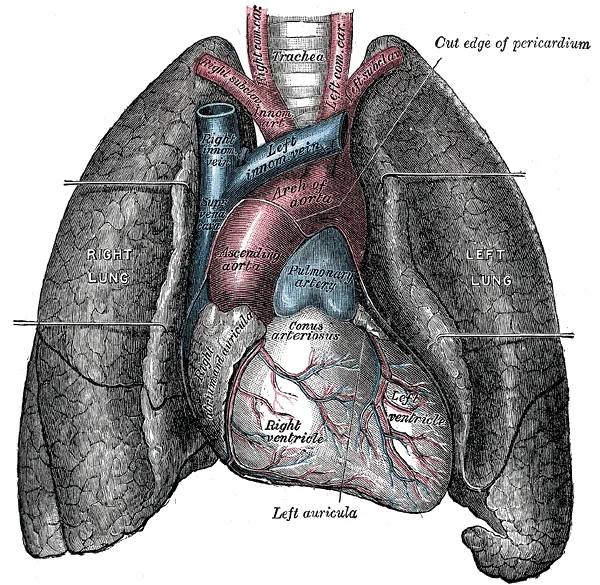 Superior vena cava