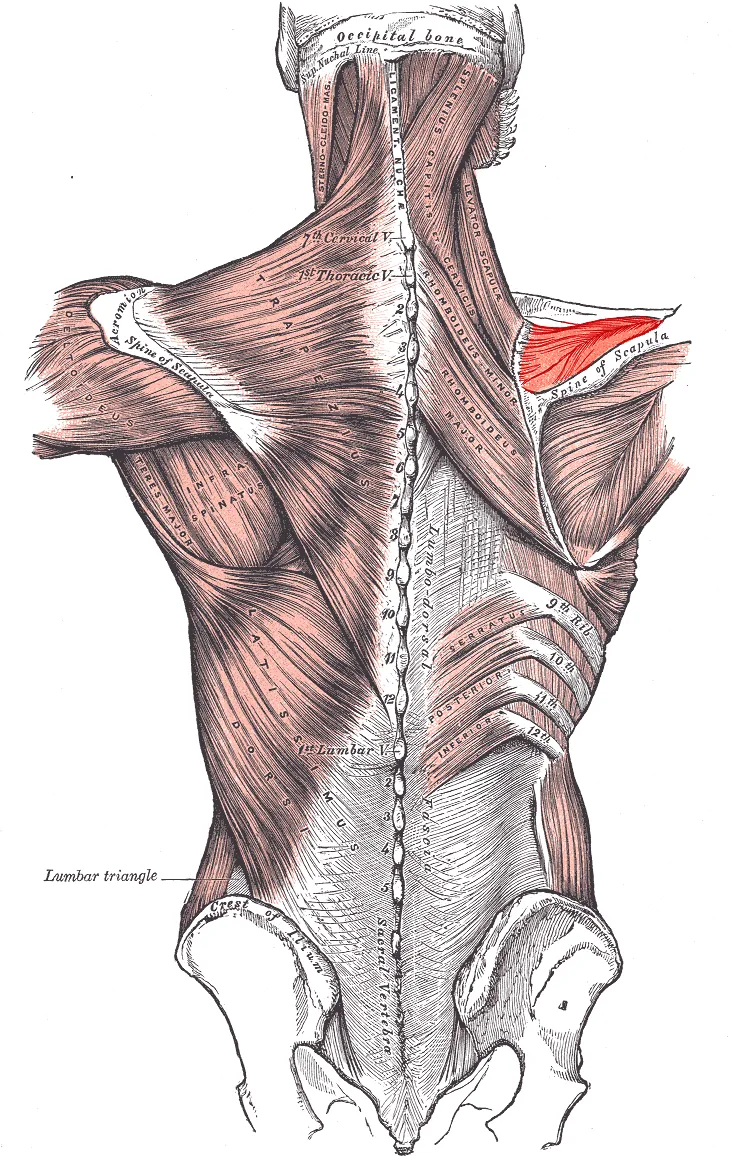 Posterior view of muscles connecting the upper extremity to the vertebral column.