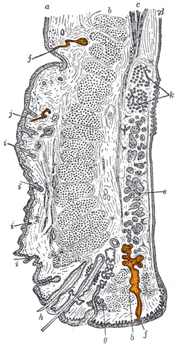 Sectional view of the eyelid with sweat glands highlighted