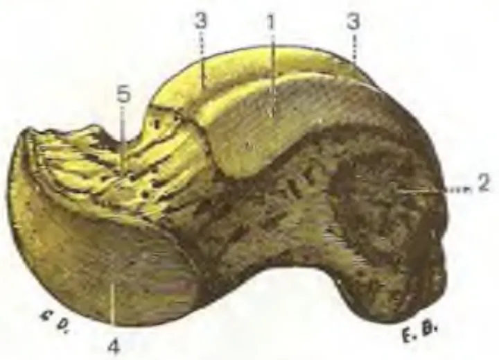 Anatomical cartoon depicting the medial aspect of a right-sided talus bone.