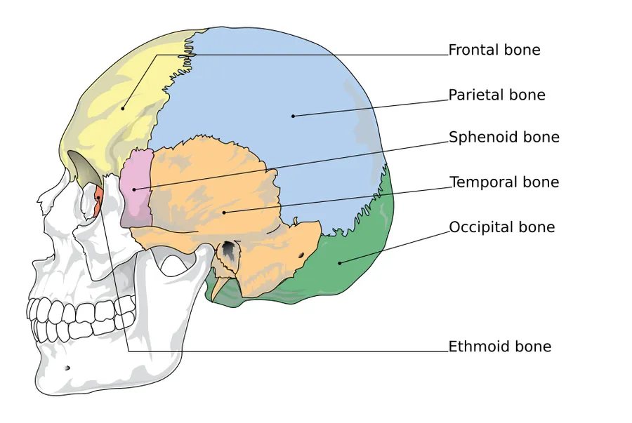 Human skull scheme highlighting the cranial bones in a lateral view.