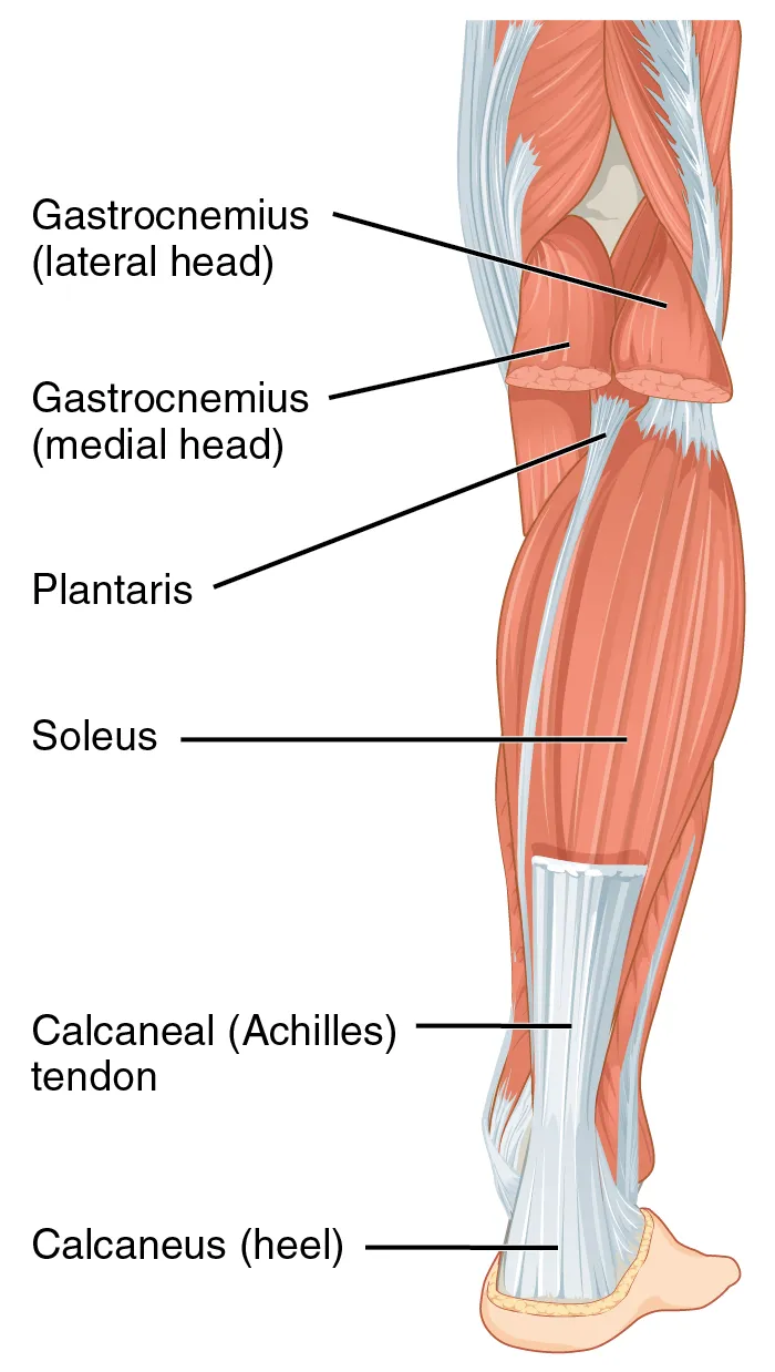 Caption: The muscles of the anterior compartment of the lower leg are generally responsible for dorsiflexion, and the muscles of the posterior compartment of the lower leg are generally responsible for plantar flexion. T