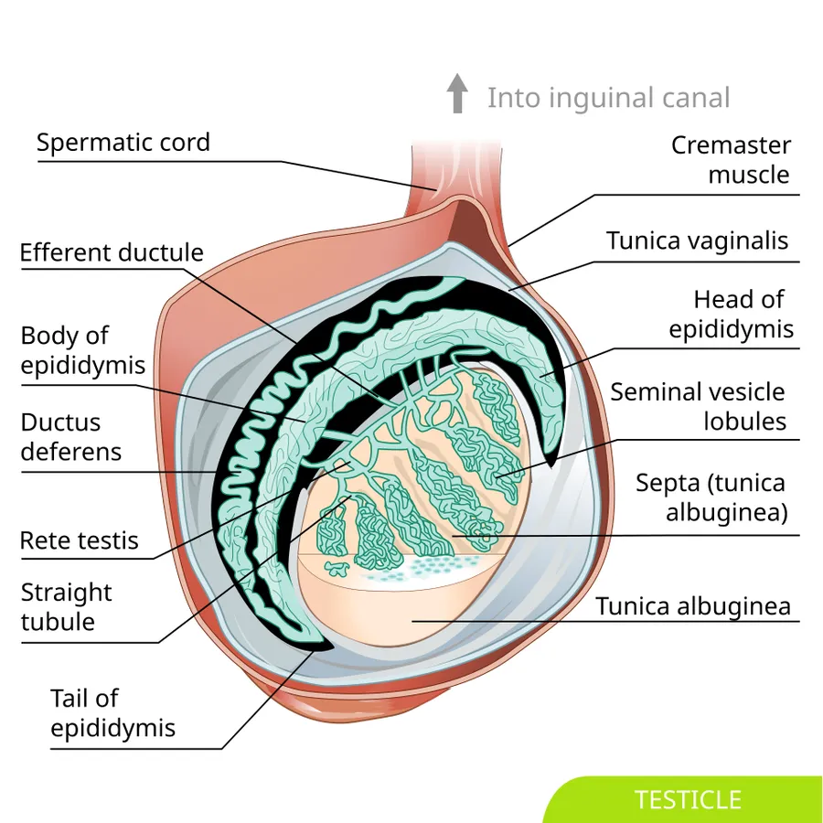 Inside of Human Testicle, traced from this file