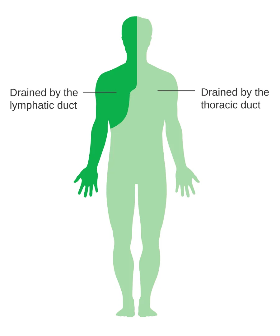 Diagram showing the parts of the body the lymphatic and thoracic ducts drain.