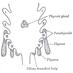 Thymus