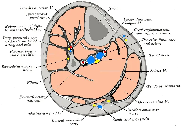 Tibial nerve