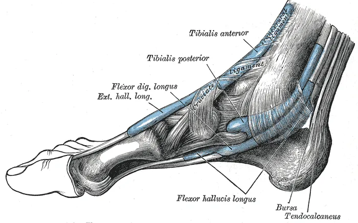 Tibialis posterior muscle