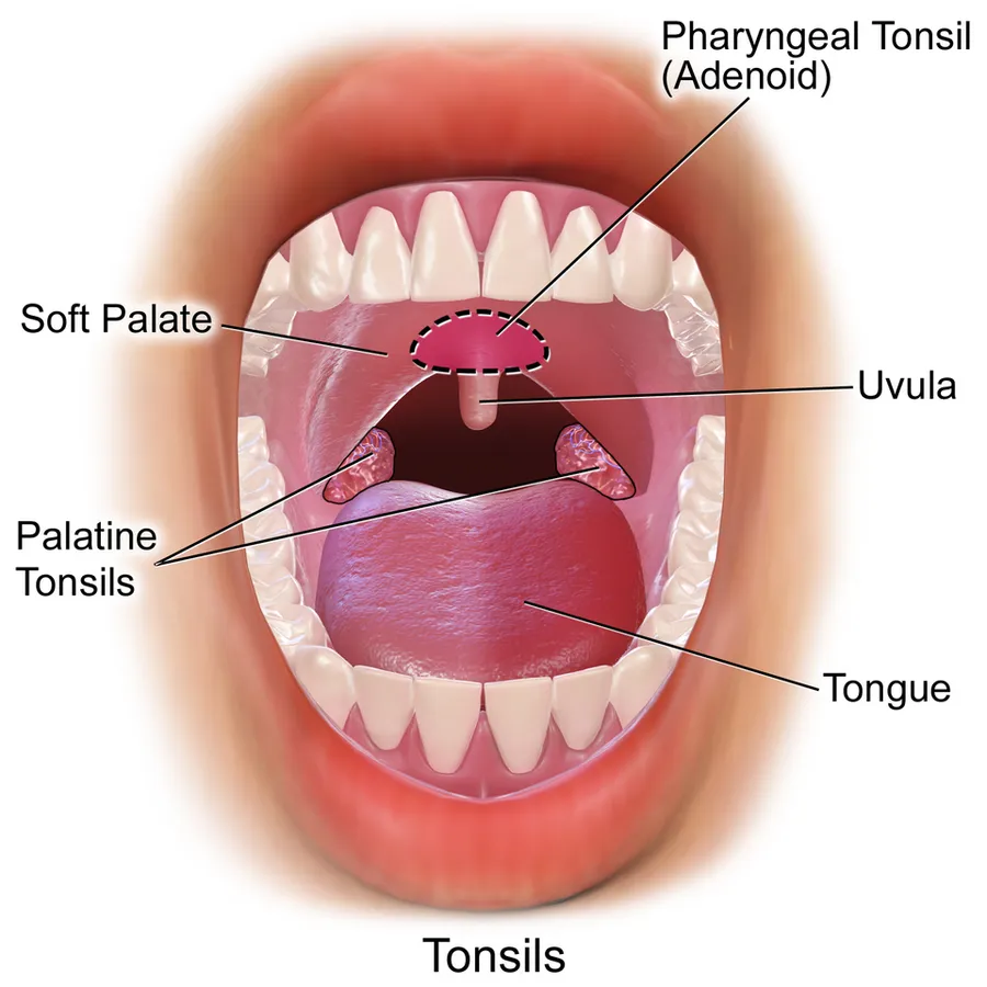 Tonsils.