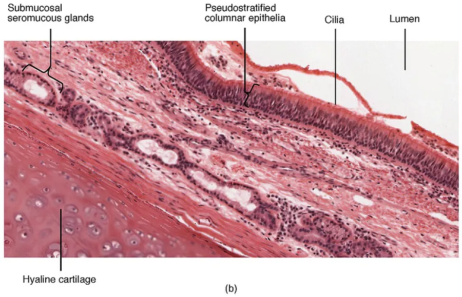 Version 8.25 from the Textbook OpenStax Anatomy and Physiology Published May 18, 2016