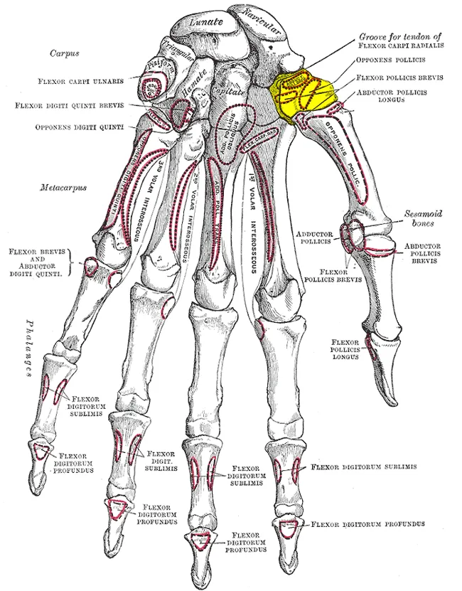 Bones of the left hand. Palmar surface. Trapezium is shown in yellow.