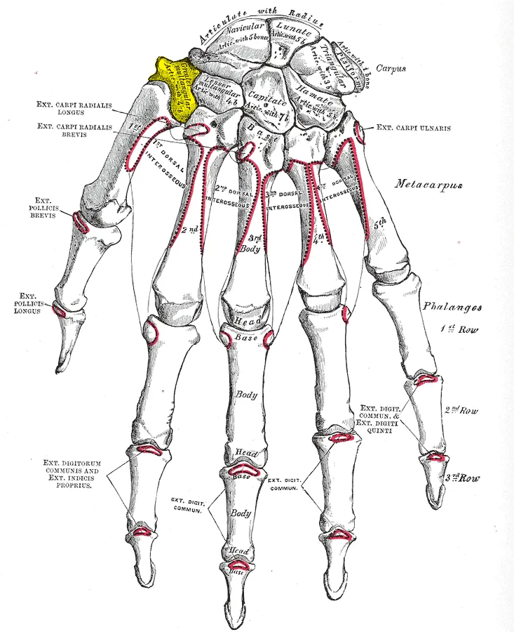 Bones of the left hand. Dorsal surface. Trapezium is shown in yellow.