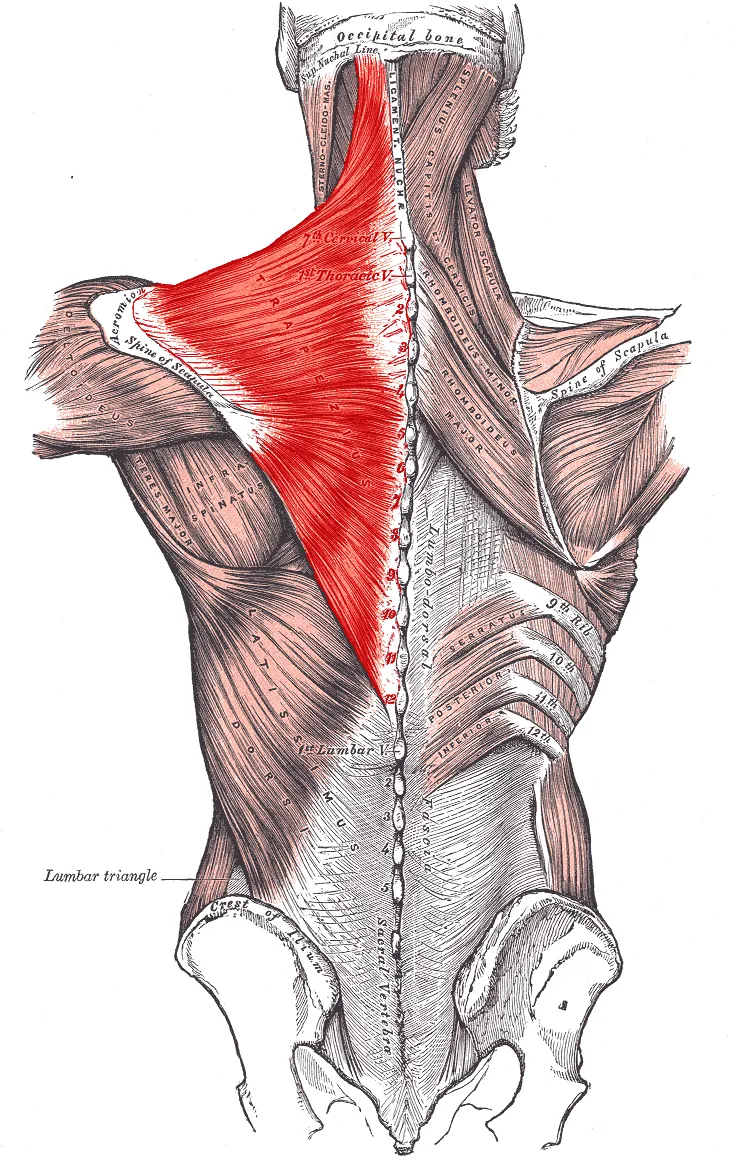Muscles connecting the upper extremity to the vertebral column.