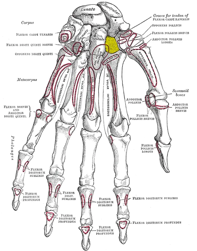 Trapezoid bone (shown in yellow).
