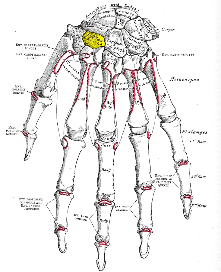 Trapezoid bone (shown in yellow).