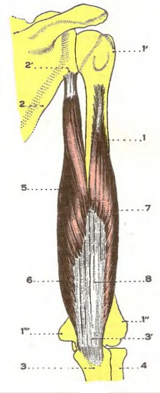 Anatomical depicting the triceps brachii of the right upper limb; posterior view.