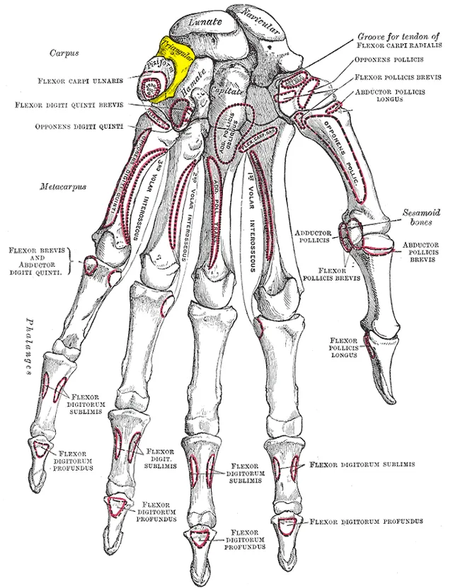 Triquetral bone (shown in yellow).