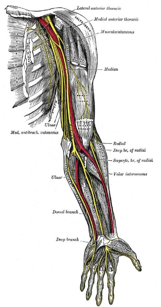 Nerves of left upper extremity