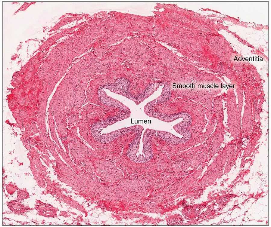 Illustration from Anatomy & Physiology, Connexions Web site. http://cnx.org/content/col11496/1.6/, Jun 19, 2013.