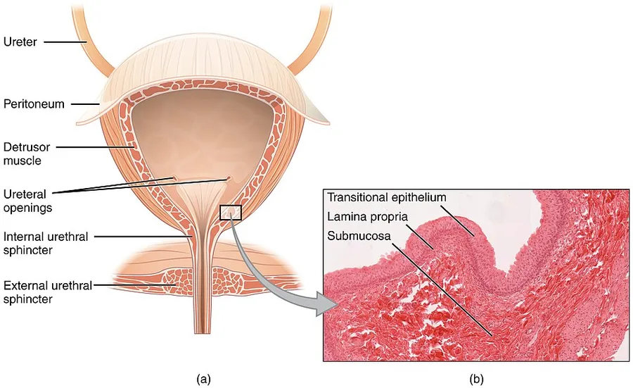 Illustration from Anatomy & Physiology, Connexions Web site. https://cnx.org/content/col11496/1.6/, Jun 19, 2013.