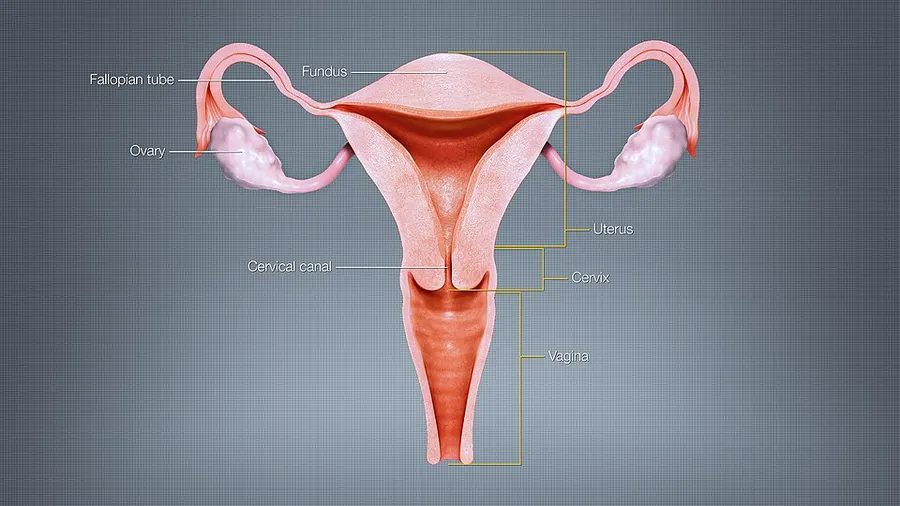 A 3D medical illustration showing uterus and its different regions i.e. fundus, corpus, cervix & cervical canal
