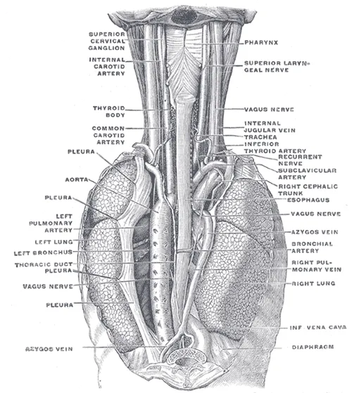 The position and relation of the esophagus in the cervical region and in the posterior mediastinum. Seen from behind. (Poirier and Charpy.)