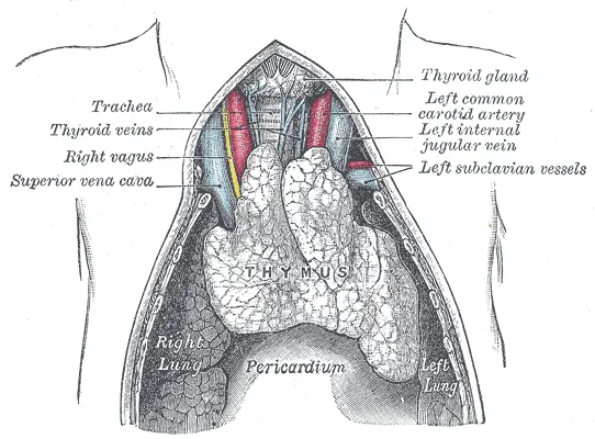 Vagus nerve