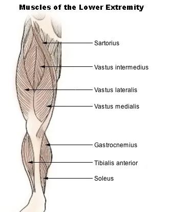 Vastus lateralis muscle