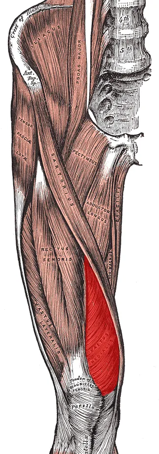 Vastus medialis muscle