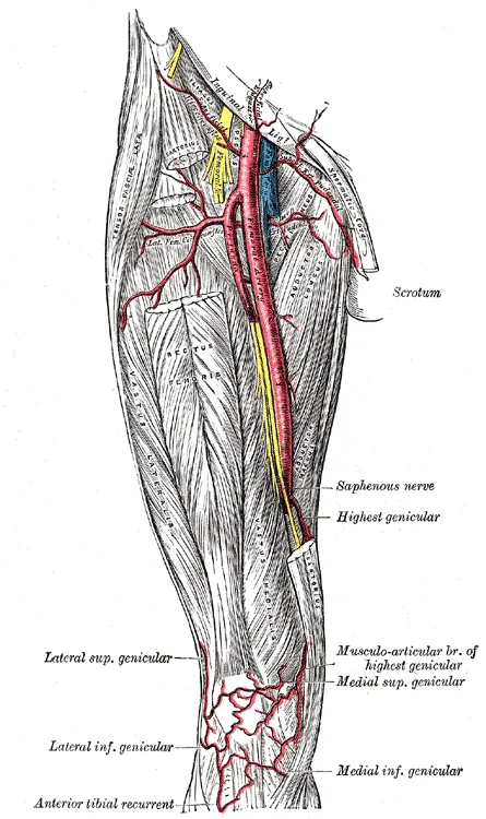 Vastus medialis