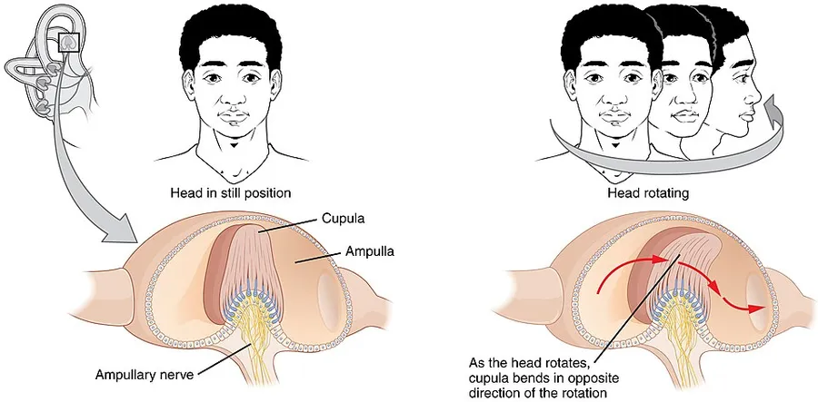 Illustration from Anatomy & Physiology, Connexions Web site. http://cnx.org/content/col11496/1.6/, Jun 19, 2013.