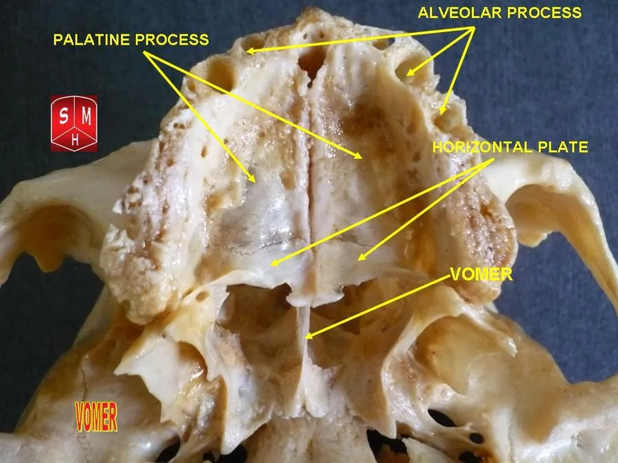 Anatomical preparation