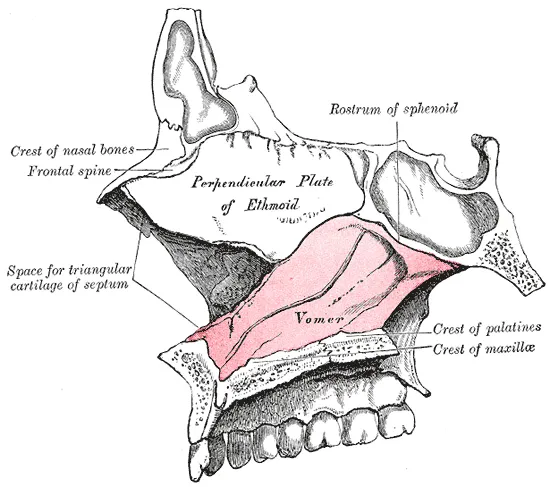 Median wall of left nasal cavity showing vomer in situ.